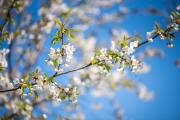White blossoms of an apple tree and blue sky. Springtime concept.