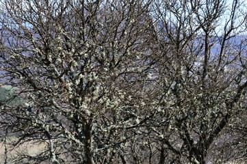 lichens on the trees