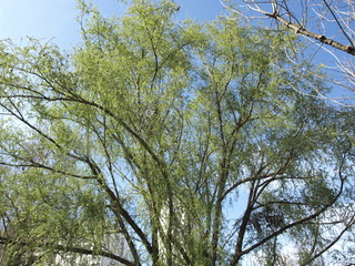 Obraz premium verdissement printanier