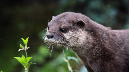La loutre