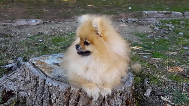 Puppy Pomeranian lying on a tree stump
