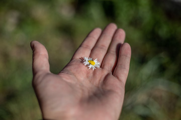 beautiful daisy flowers in hand