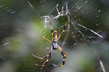spider on a web