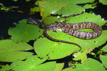Snake on a lilly pad