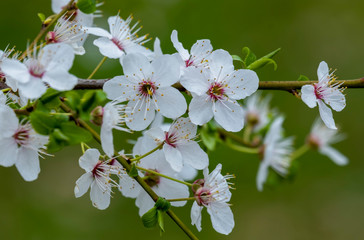 Schlehenblueten