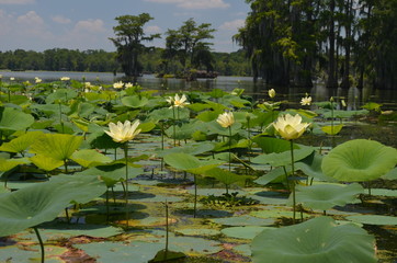 water lily in pond