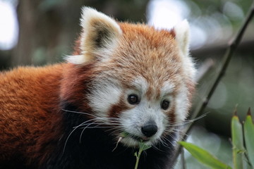 Obraz premium Panda roux