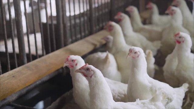 Indoors chicken farm, chicken feeding. Broilers in the barn