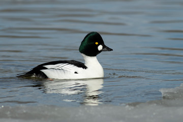 Goldeneye