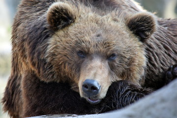 Fototapeta na wymiar Brown Bear Couple Ursus Arctos Beringianus Closeup Portrait