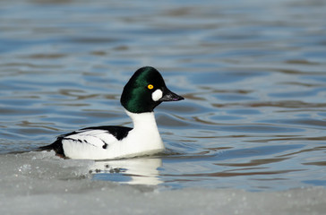 Goldeneye
