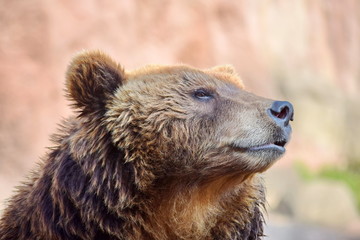 Fototapeta na wymiar Brown Bear Ursus Arctos Beringianus Head Closeup Portrait Look