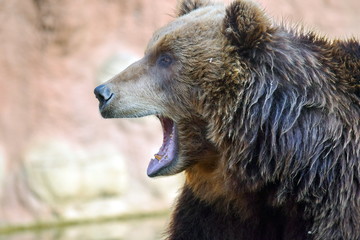 Brown Bear Ursus Arctos Beringianus Head Closeup Portrait Look