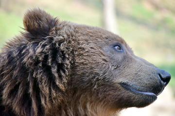 Obraz premium Brown Bear Ursus Arctos Beringianus Head Closeup Portrait Look