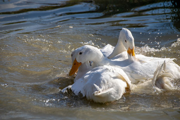 Three male white Pekin Ducks trying to mate with a single female