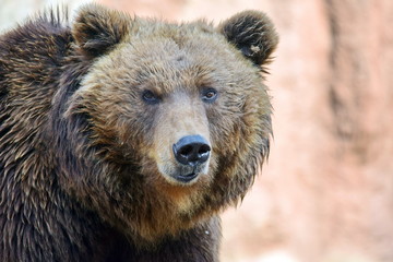 Fototapeta na wymiar Brown Bear Ursus Arctos Beringianus Head Closeup Portrait Look