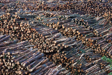 Stacked wooden logs