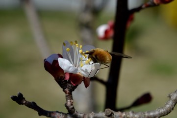 Beetle on a flower apricot