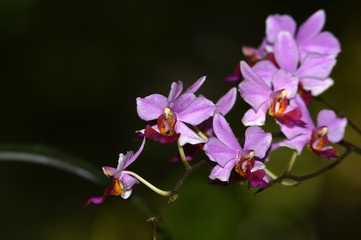 Fototapeta na wymiar purple orchid flowers are blooming