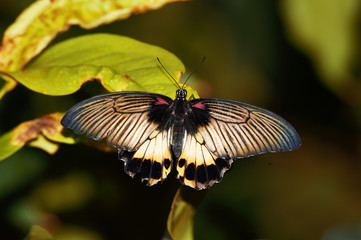 colored butterflies with a wingspan