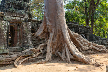 Banyan tree roots in Banteay Kdei temple is Khmer ancient temple in complex Angkor Wat in Siem Reap, Cambodia