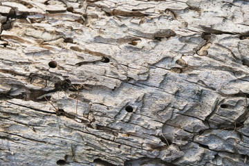 An old, cracked wooden surface with holes.