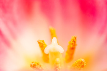 Fototapeta na wymiar Macro view of a tulip flower 