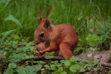 orange squirrel