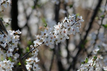 Fototapeta premium A branch of a flowering apricot