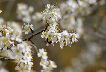 Fototapeta premium A branch of a flowering apricot