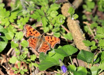 Butterfly Polygonia c-album