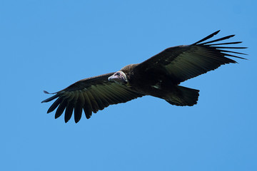 Hooded vulture (Necrosyrtes monachus)
