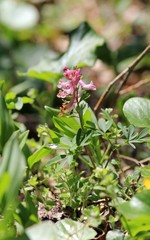 Corydalis blooming in the forest 