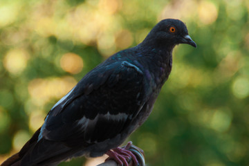 dove portrait close up