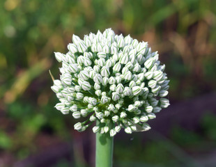 Leek blooms with white flowers on the plot