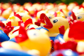 a lot of ducks face up