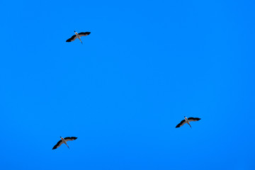 three storks fly in the sky