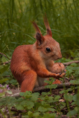 orange squirrel