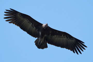 Hooded vulture (Necrosyrtes monachus)