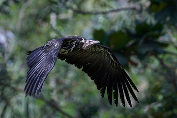 Hooded vulture (Necrosyrtes monachus)