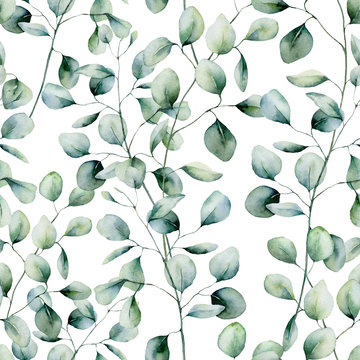 Watercolor silver dollar eucalyptus seamless pattern. Hand painted eucalyptus branch and leaves isolated on white background. Floral illustration for design, print, fabric or background.