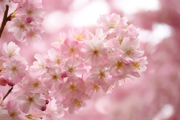 Schöner Hintergund mit Blumen Kirschblüten mit rosa Bokeh 