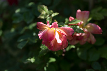 Obraz premium Colorful Pink Red Yellow White Rose and Flowers