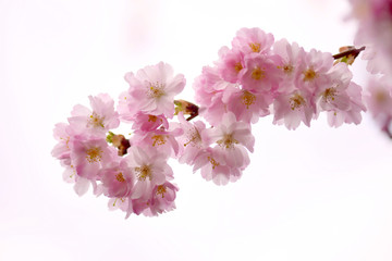 Fototapeta na wymiar Rosa Blumen Kirschblüten mit weissem Hintergrund