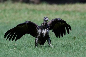 Hooded vulture (Necrosyrtes monachus)
