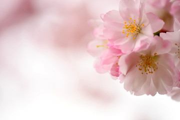 Schöner Hintergund mit Blumen Kirschblüten mit rosa Bokeh 