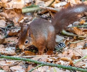 Red Squirrel