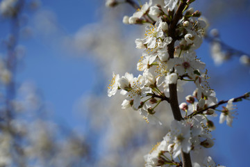 Blühender Baum im Frühling