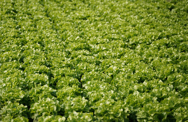 Fototapeta na wymiar Kopfsalat Salat Anbau im Gewächshaus