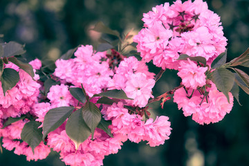 Sakura flowers, bright beautiful landscape, spring season